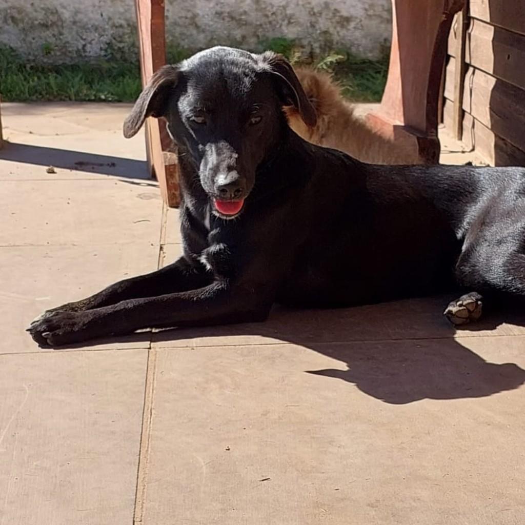 Fumaça, cachorro de porte médio para adoção em Esteio - RS