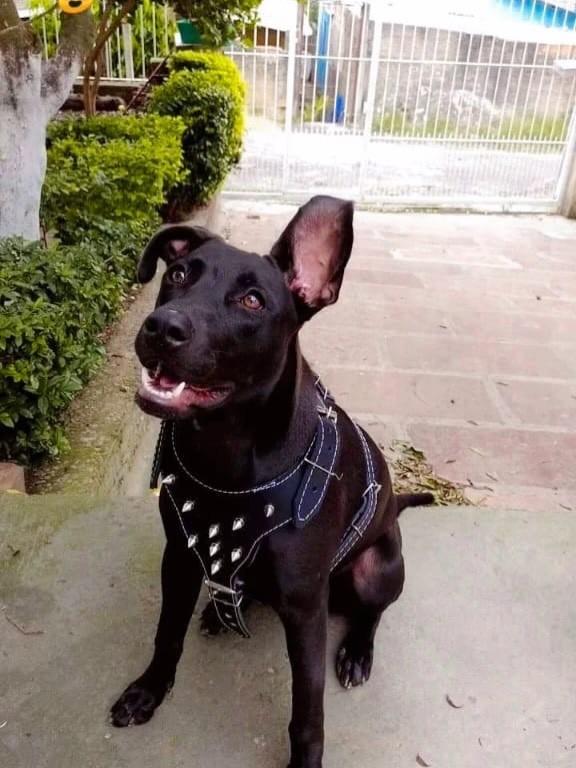 Pantera, cadela de porte grande para adoção em Porto Alegre - RS