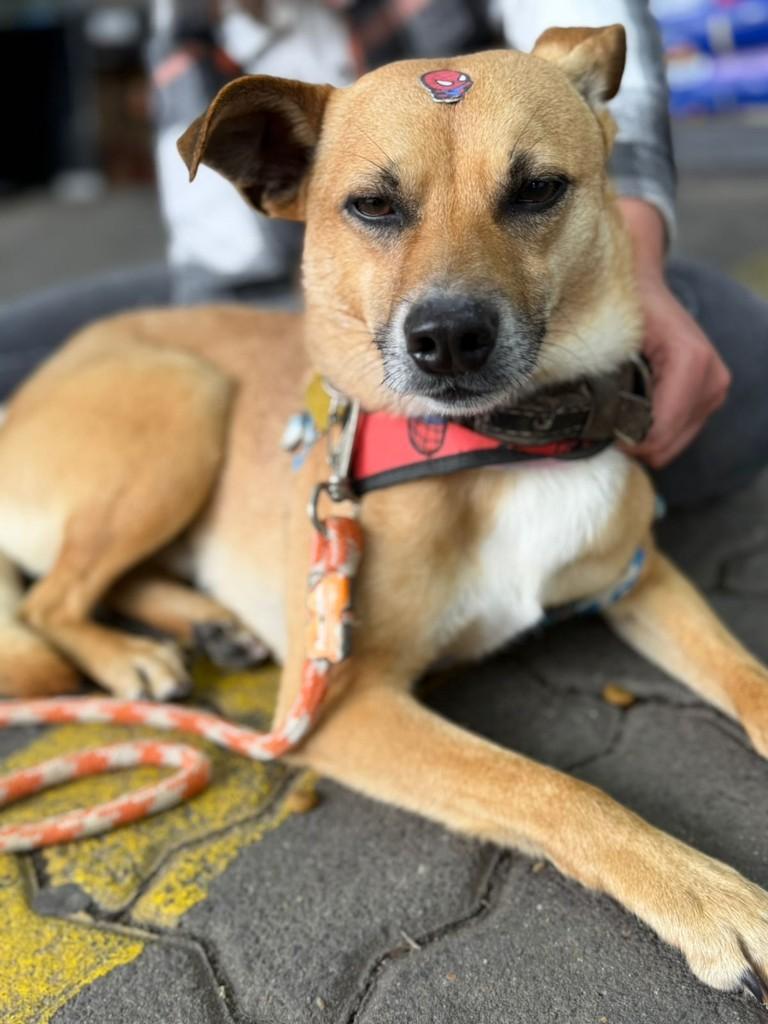 Bambi, cadela de porte médio para adoção em Porto Alegre - RS