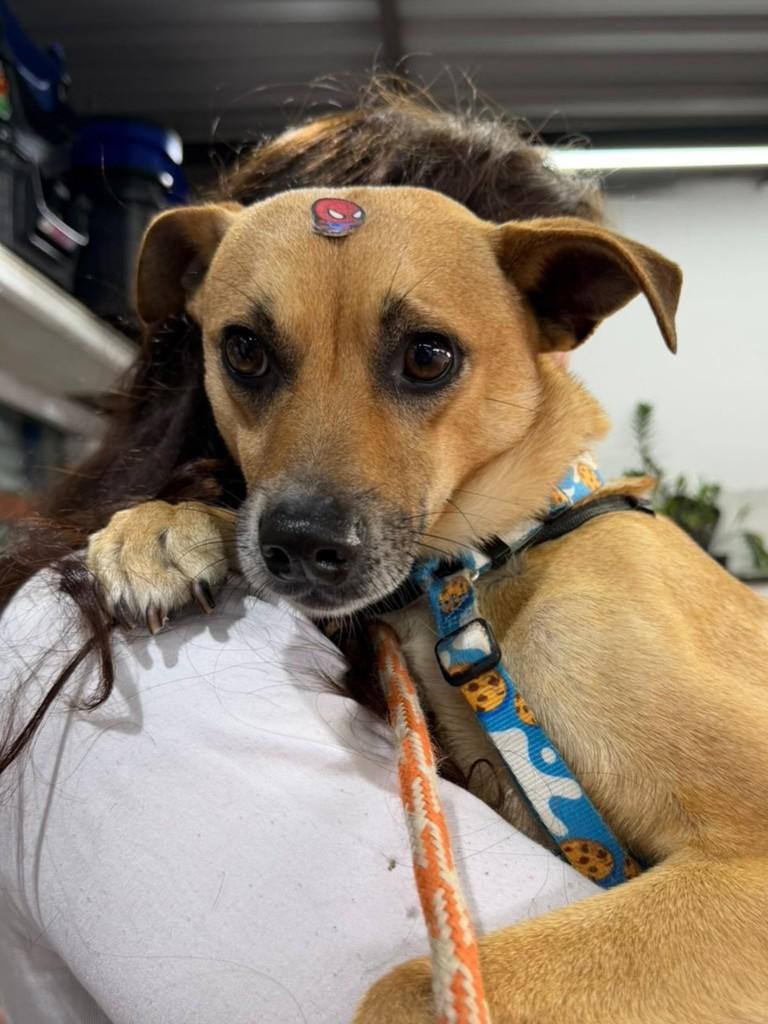 Bambi, cadela de porte médio para adoção em Porto Alegre - RS — foto 2 de 2