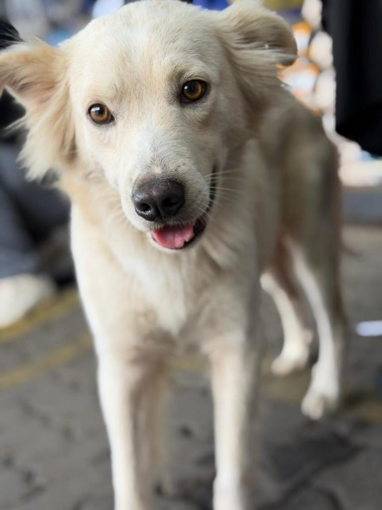 Koda, cachorro de porte médio para adoção em Porto Alegre - RS