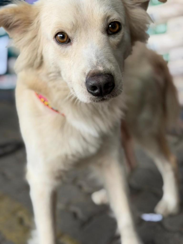 Koda, cachorro de porte médio para adoção em Porto Alegre - RS — foto 2 de 4