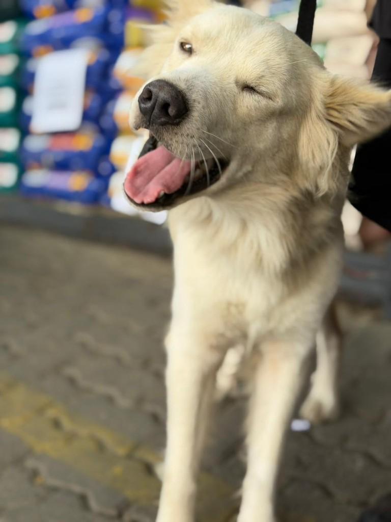 Koda, cachorro de porte médio para adoção em Porto Alegre - RS — foto 3 de 4