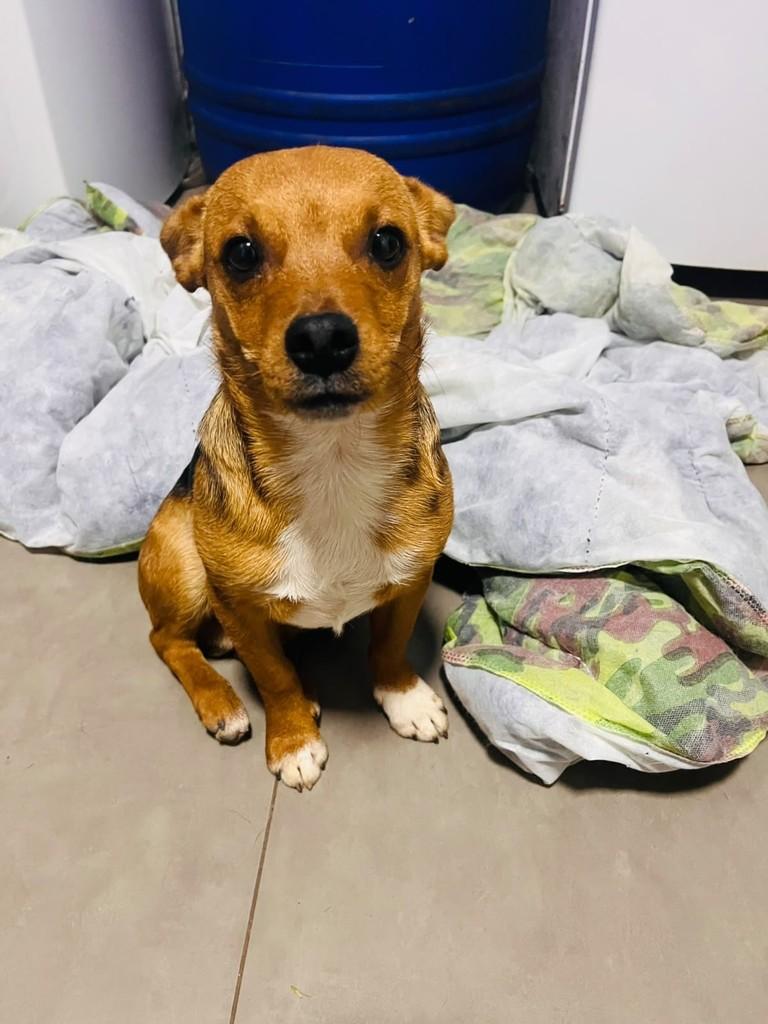 Guapo, cachorro de porte pequeno para adoção em Porto Alegre - RS