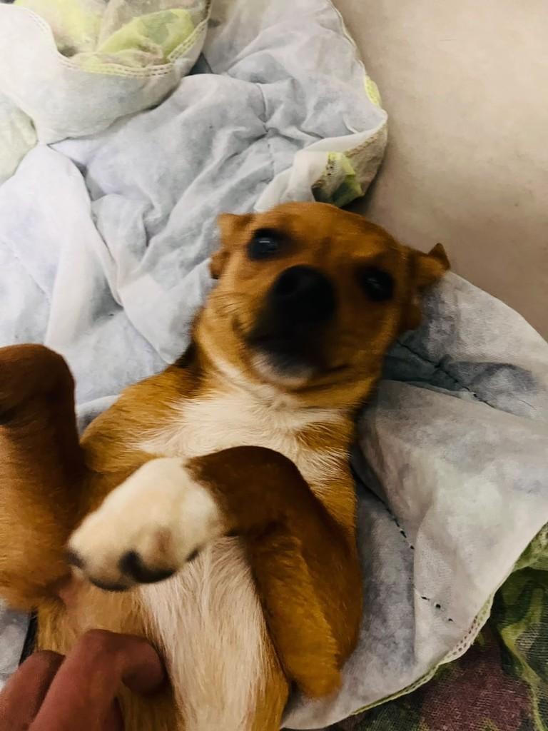 Guapo, cachorro de porte pequeno para adoção em Porto Alegre - RS — foto 2 de 2