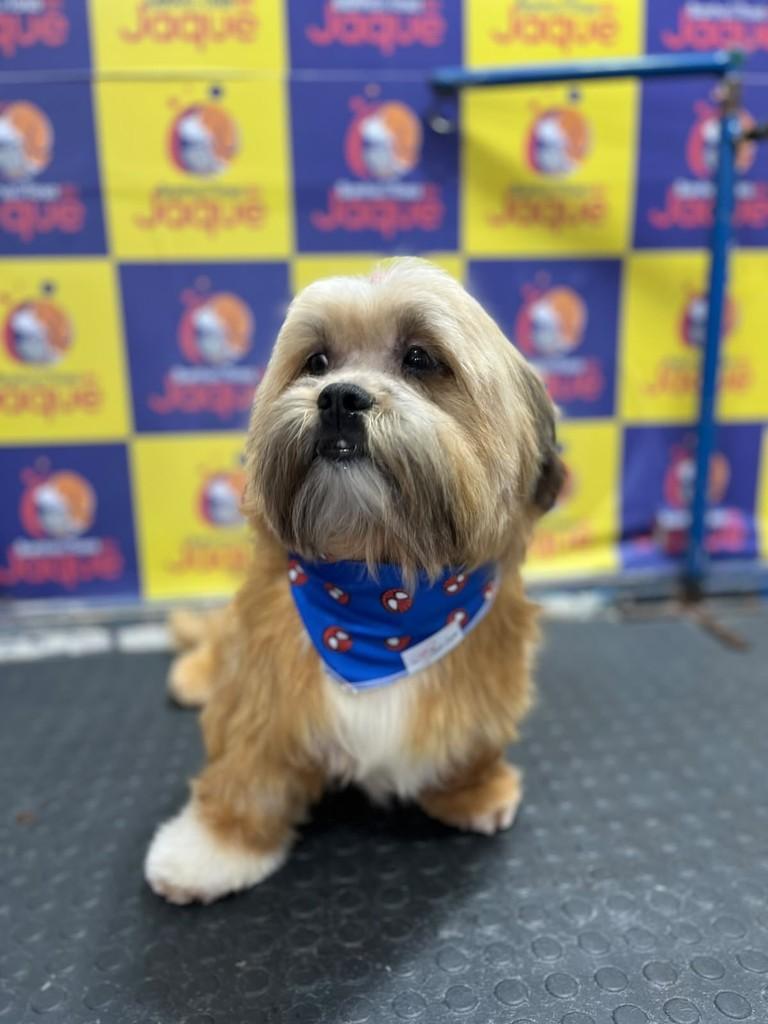 Jimmy, cachorro de porte pequeno para adoção em Porto Alegre - RS