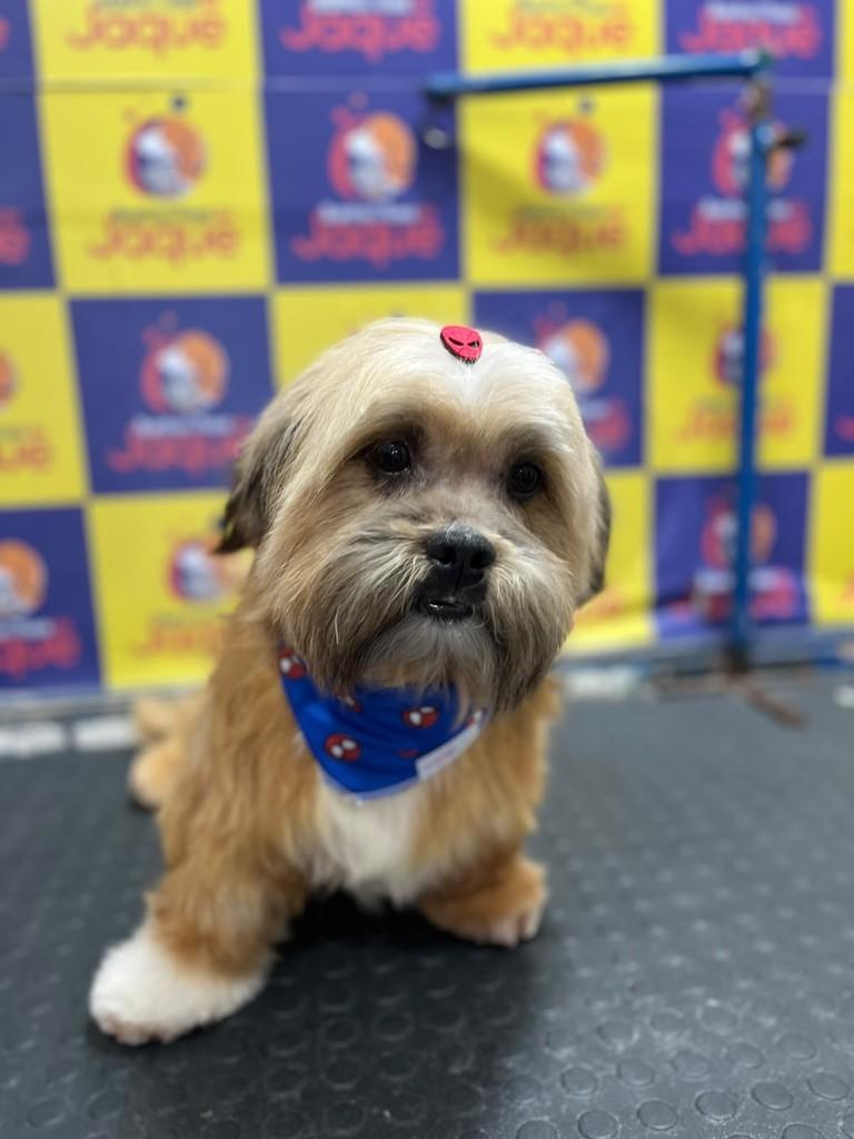 Jimmy, cachorro de porte pequeno para adoção em Porto Alegre - RS — foto 2 de 3