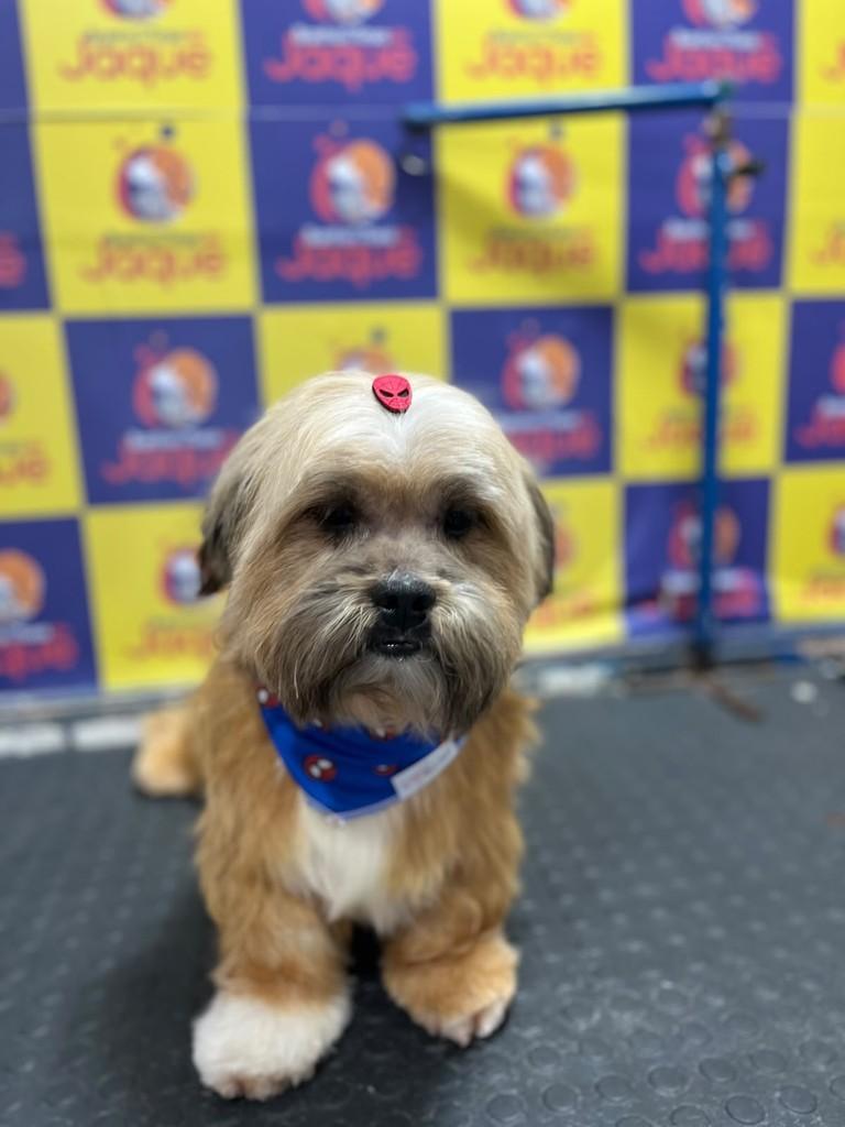 Jimmy, cachorro de porte pequeno para adoção em Porto Alegre - RS — foto 3 de 3