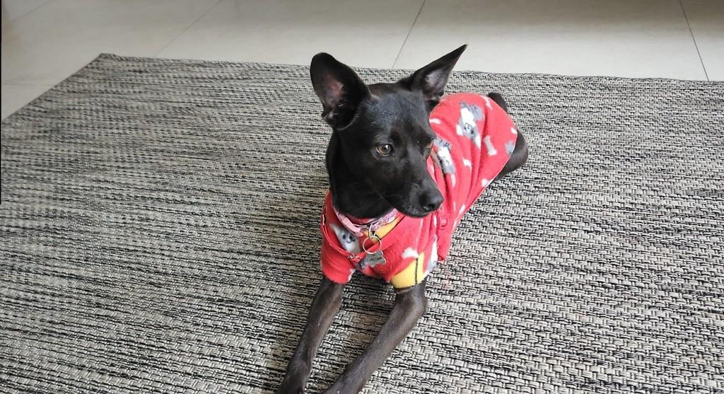 Laika, cadela de porte médio para adoção em Porto Alegre - RS