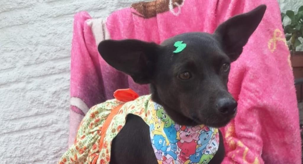 Laika, cadela de porte médio para adoção em Porto Alegre - RS — foto 2 de 7