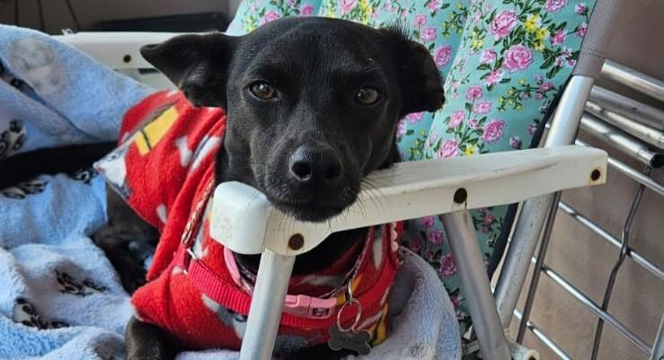 Laika, cadela de porte médio para adoção em Porto Alegre - RS — foto 3 de 7