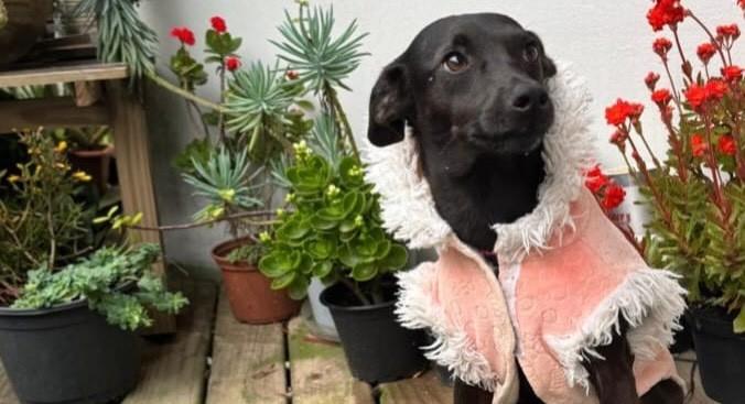 Laika, cadela de porte médio para adoção em Porto Alegre - RS — foto 4 de 7