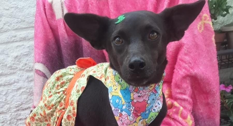 Laika, cadela de porte médio para adoção em Porto Alegre - RS — foto 5 de 7