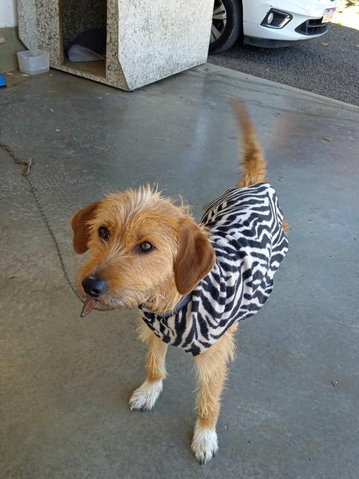 Frederico, cachorro de porte pequeno para adoção em Esteio - RS