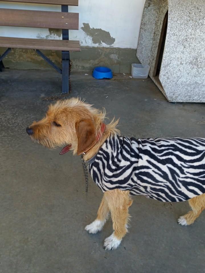 Frederico, cachorro de porte pequeno para adoção em Esteio - RS — foto 2 de 3