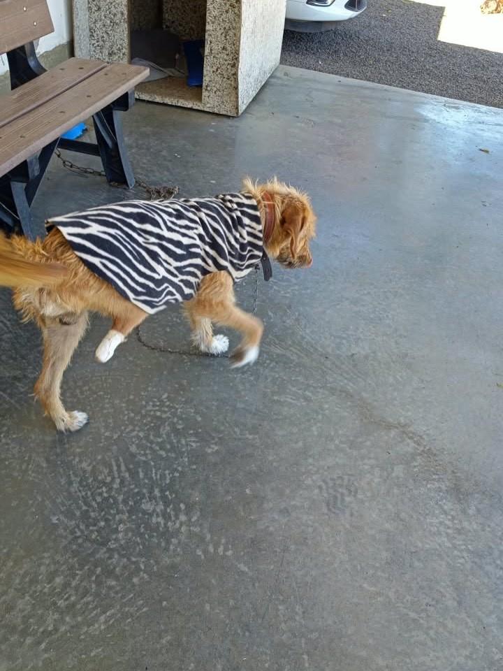 Frederico, cachorro de porte pequeno para adoção em Esteio - RS — foto 3 de 3
