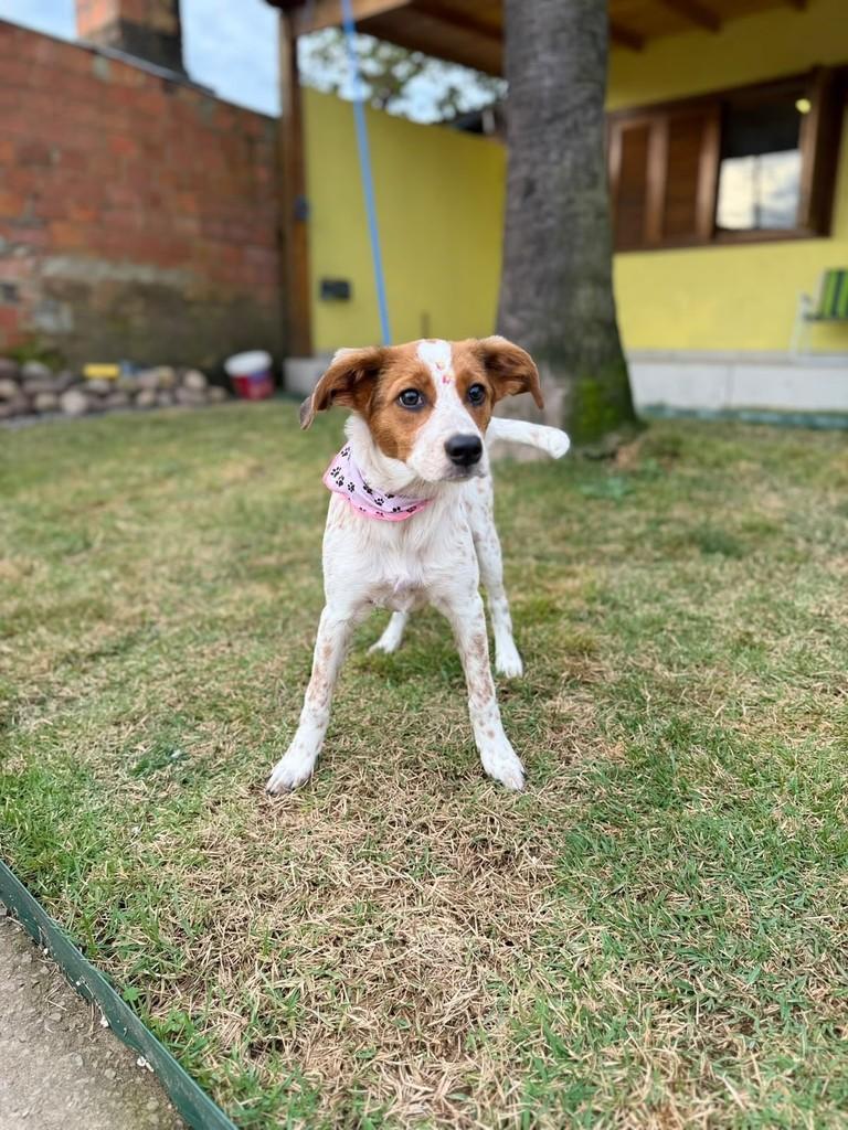 Polenta, cadela de porte médio para adoção em Porto Alegre - RS — foto 3 de 4