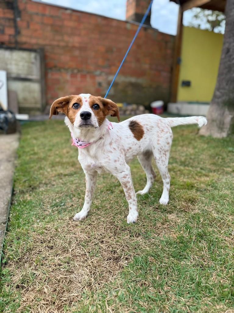 Polenta, cadela de porte médio para adoção em Porto Alegre - RS — foto 4 de 4