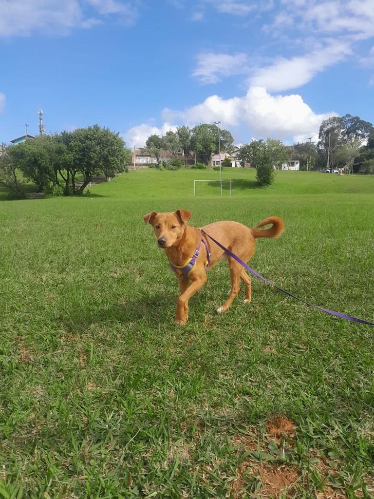 Pedrinho, cachorro de porte médio para adoção em Porto Alegre - RS