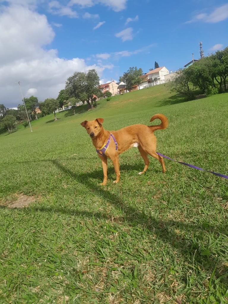 Pedrinho, cachorro de porte médio para adoção em Porto Alegre - RS — foto 2 de 4