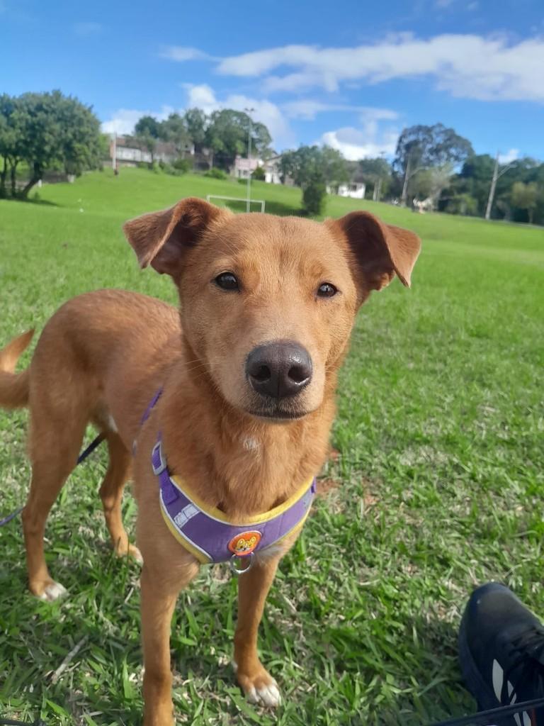 Pedrinho, cachorro de porte médio para adoção em Porto Alegre - RS — foto 3 de 4