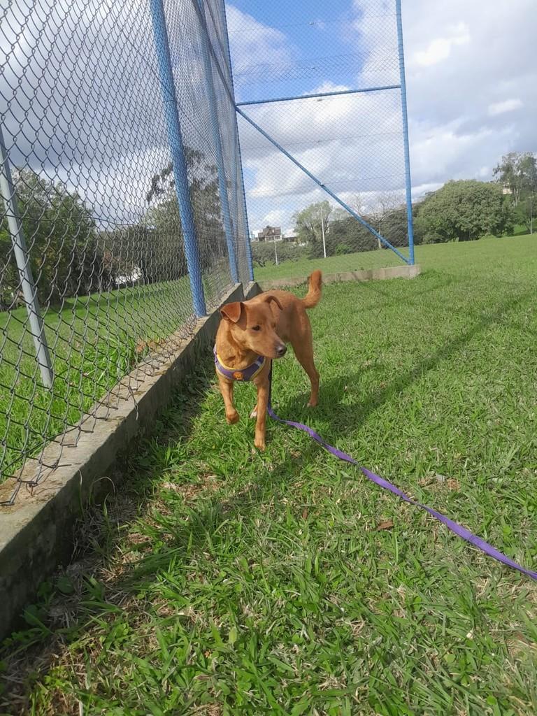 Pedrinho, cachorro de porte médio para adoção em Porto Alegre - RS — foto 4 de 4