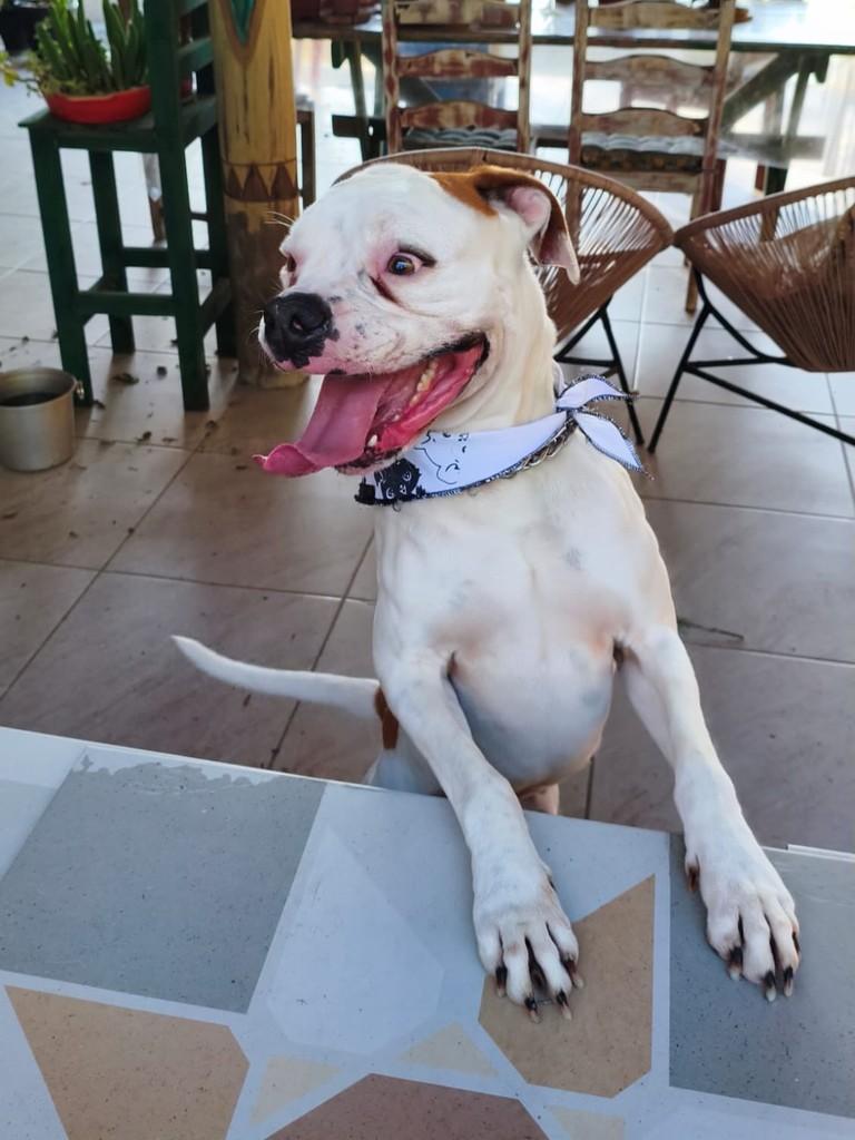 Duque, cachorro de porte grande para adoção em Torres - RS