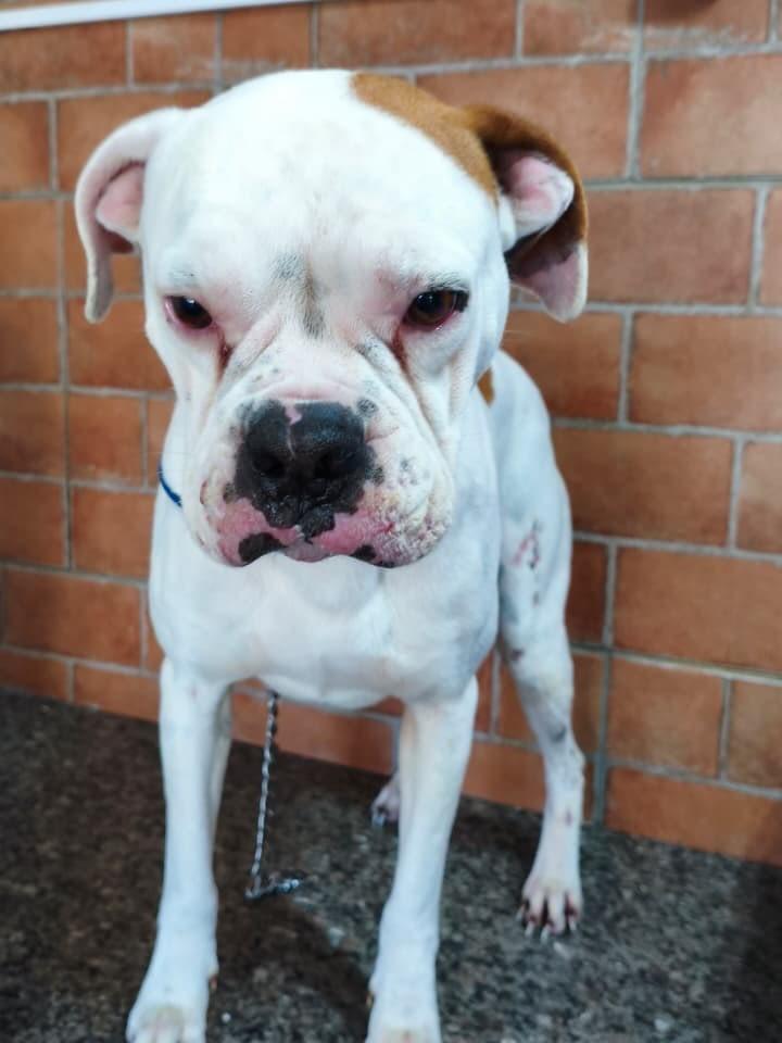 Duque, cachorro de porte grande para adoção em Torres - RS — foto 2 de 3