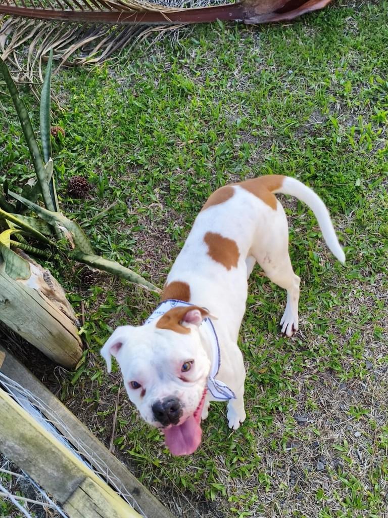 Duque, cachorro de porte grande para adoção em Torres - RS — foto 3 de 3