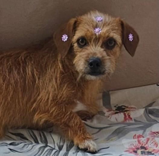 Lua, cadela de porte pequeno para adoção em Torres - RS — foto 3 de 5