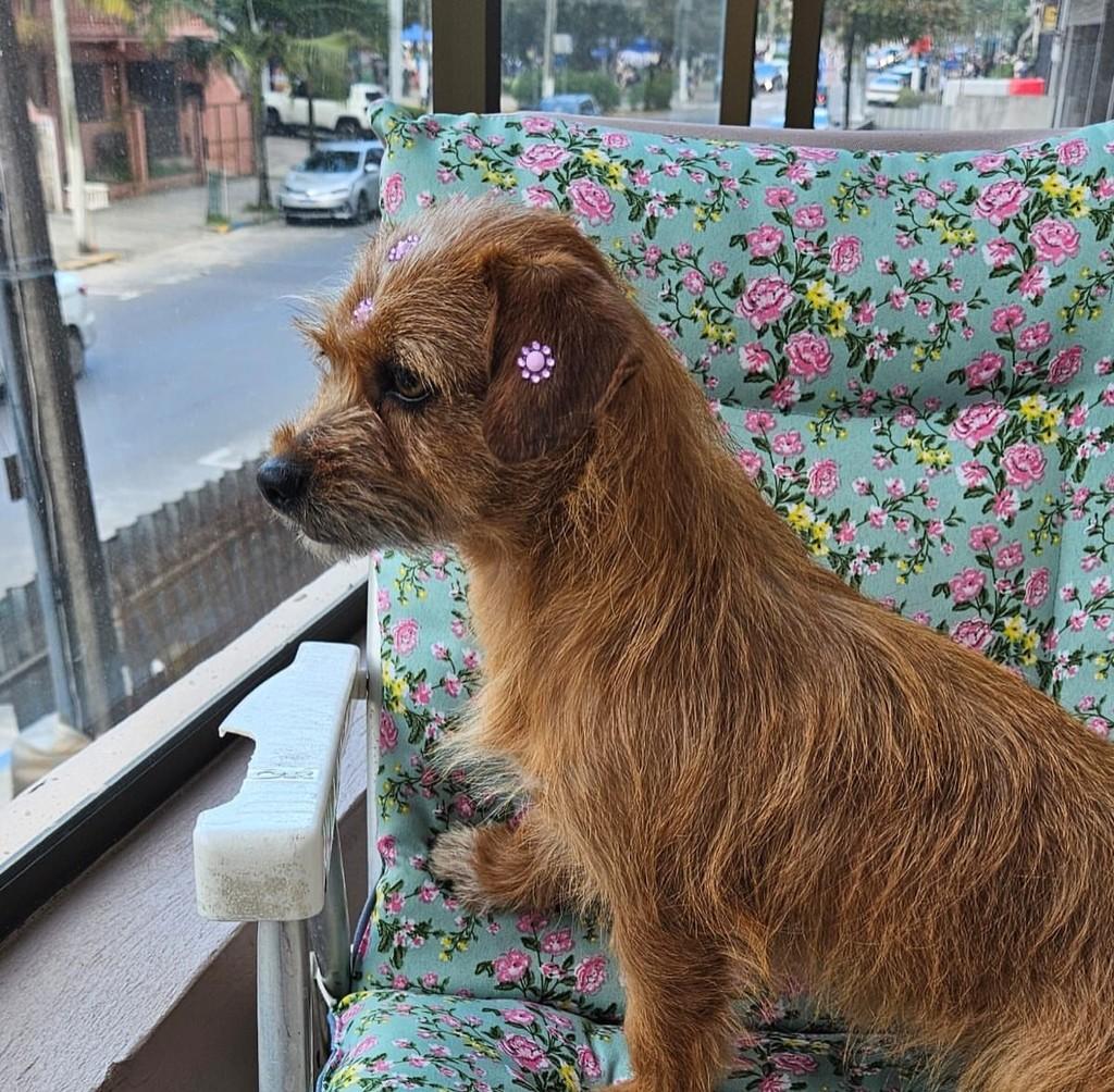 Lua, cadela de porte pequeno para adoção em Torres - RS — foto 4 de 5