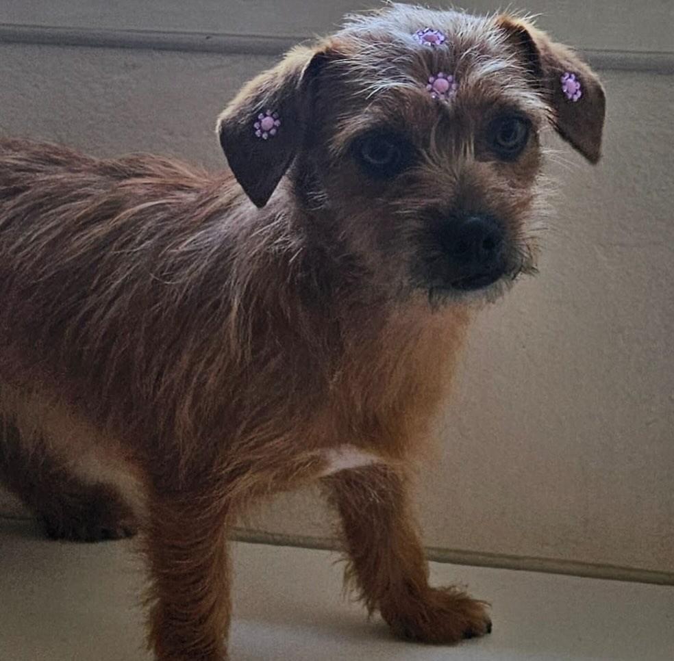 Lua, cadela de porte pequeno para adoção em Torres - RS — foto 5 de 5