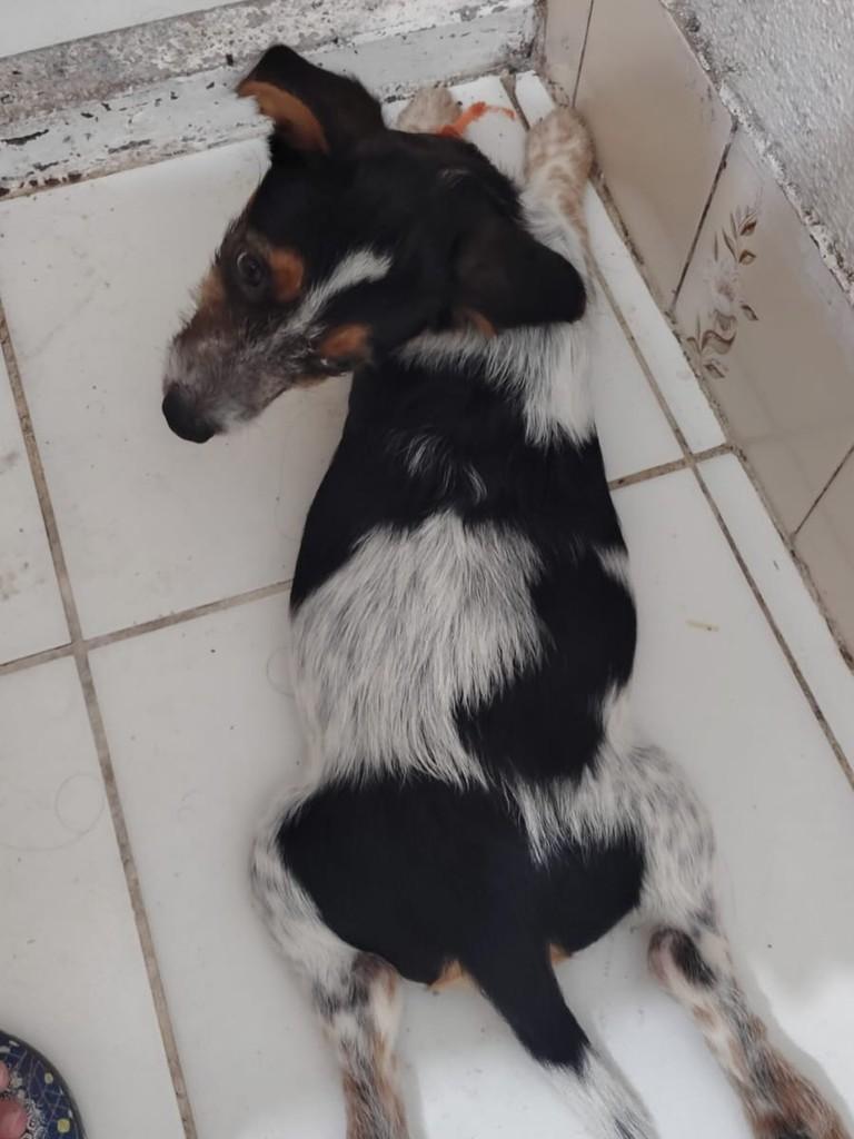 Mocca, cachorro de porte pequeno para adoção em Porto Alegre - RS