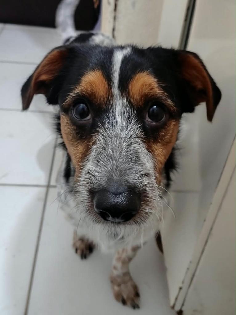 Mocca, cachorro de porte pequeno para adoção em Porto Alegre - RS — foto 2 de 4