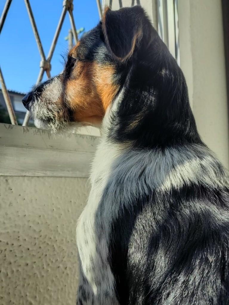 Mocca, cachorro de porte pequeno para adoção em Porto Alegre - RS — foto 3 de 4