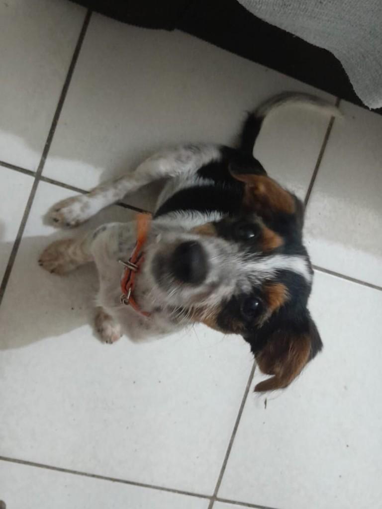 Mocca, cachorro de porte pequeno para adoção em Porto Alegre - RS — foto 4 de 4