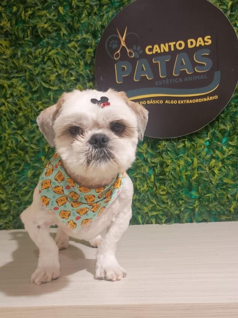 Chico, cachorro de porte pequeno para adoção em Esteio - RS