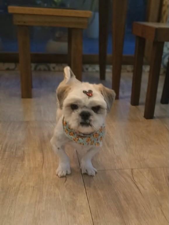 Chico, cachorro de porte pequeno para adoção em Esteio - RS — foto 3 de 7