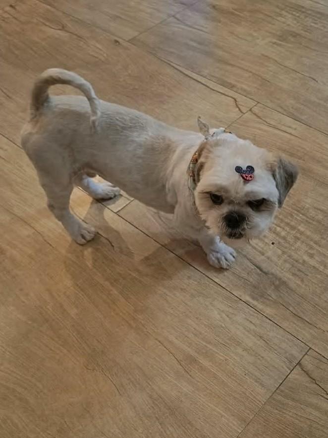 Chico, cachorro de porte pequeno para adoção em Esteio - RS — foto 4 de 7