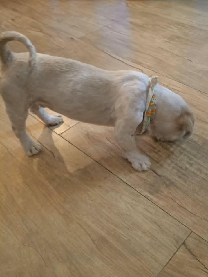 Chico, cachorro de porte pequeno para adoção em Esteio - RS — foto 5 de 7