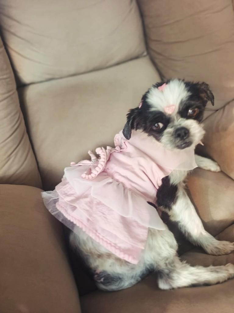Luna Shitzu, cadela de porte pequeno para adoção em Três Cachoeiras - RS