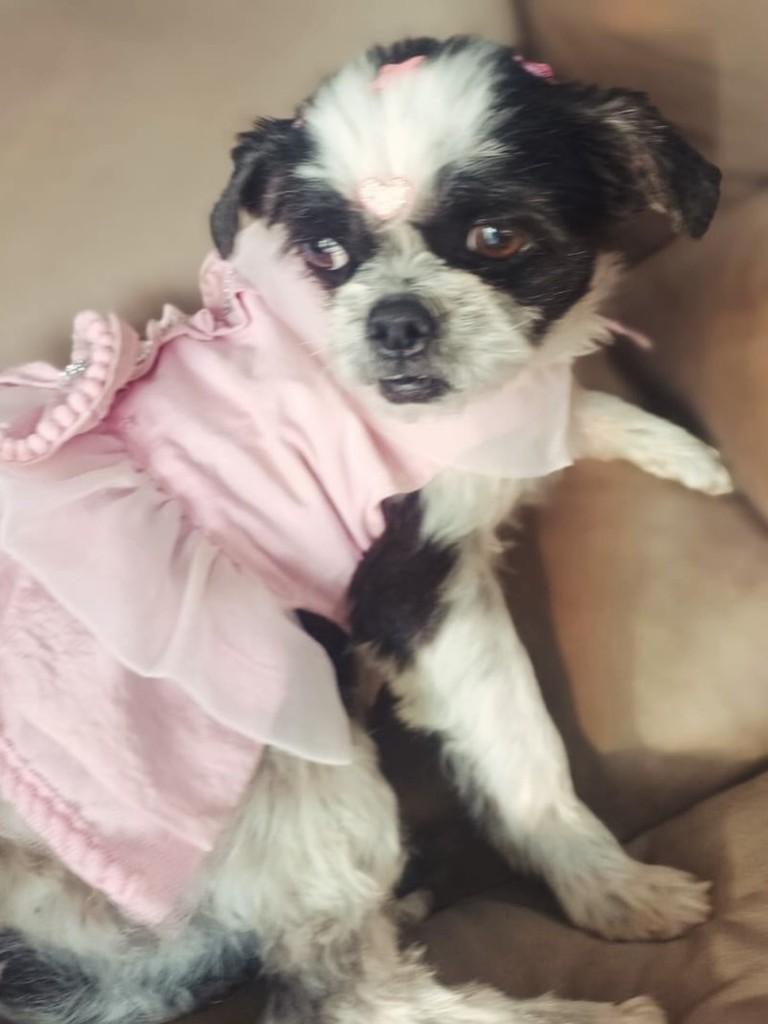 Luna Shitzu, cadela de porte pequeno para adoção em Três Cachoeiras - RS — foto 2 de 4