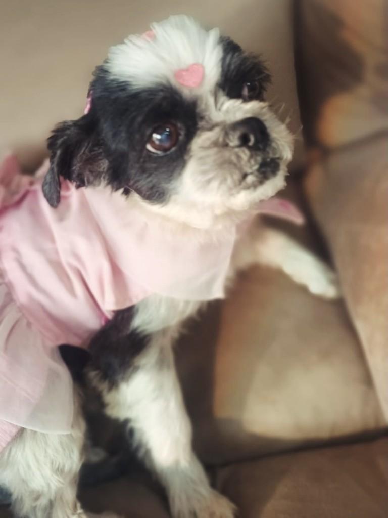 Luna Shitzu, cadela de porte pequeno para adoção em Três Cachoeiras - RS — foto 3 de 4