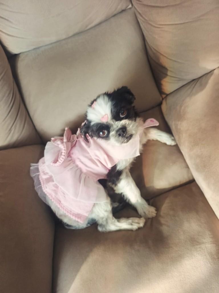 Luna Shitzu, cadela de porte pequeno para adoção em Três Cachoeiras - RS — foto 4 de 4
