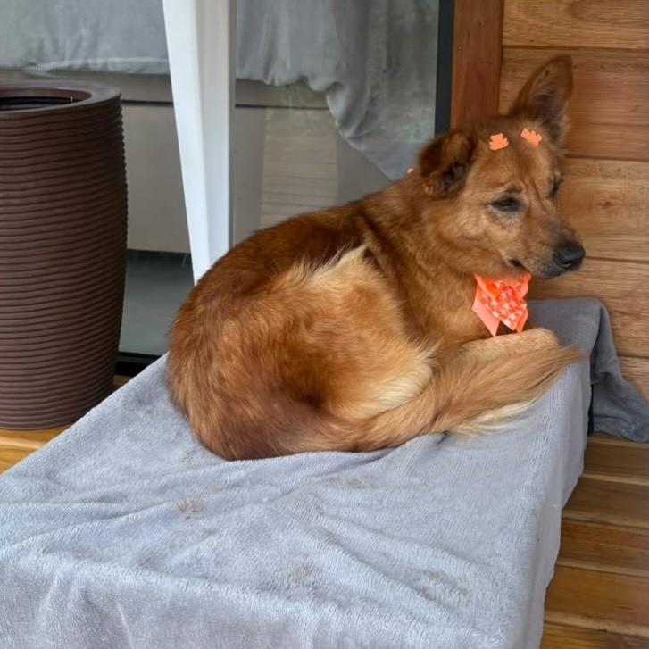 Raposinha Magnólia, cadela de porte médio para adoção em Osório - RS