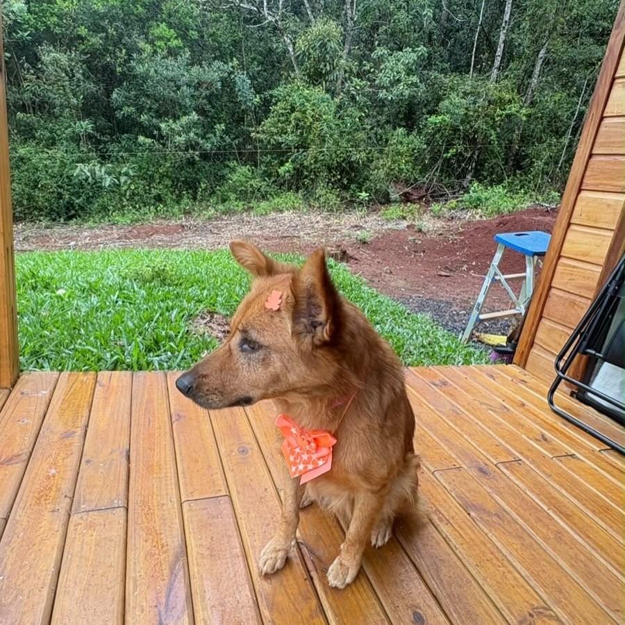 Raposinha Magnólia, cadela de porte médio para adoção em Osório - RS — foto 2 de 3
