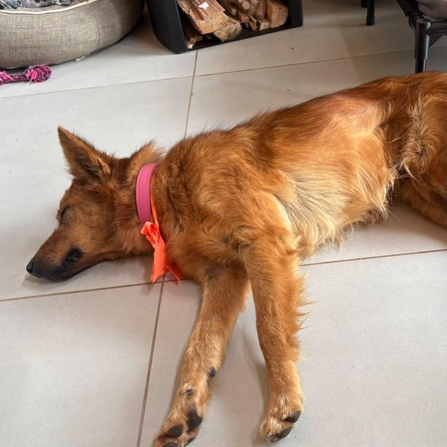 Raposinha Magnólia, cadela de porte médio para adoção em Osório - RS — foto 3 de 3