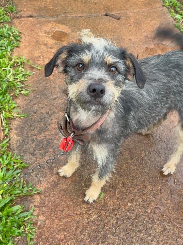 Meg, cadela de porte pequeno para adoção em Porto Alegre - RS