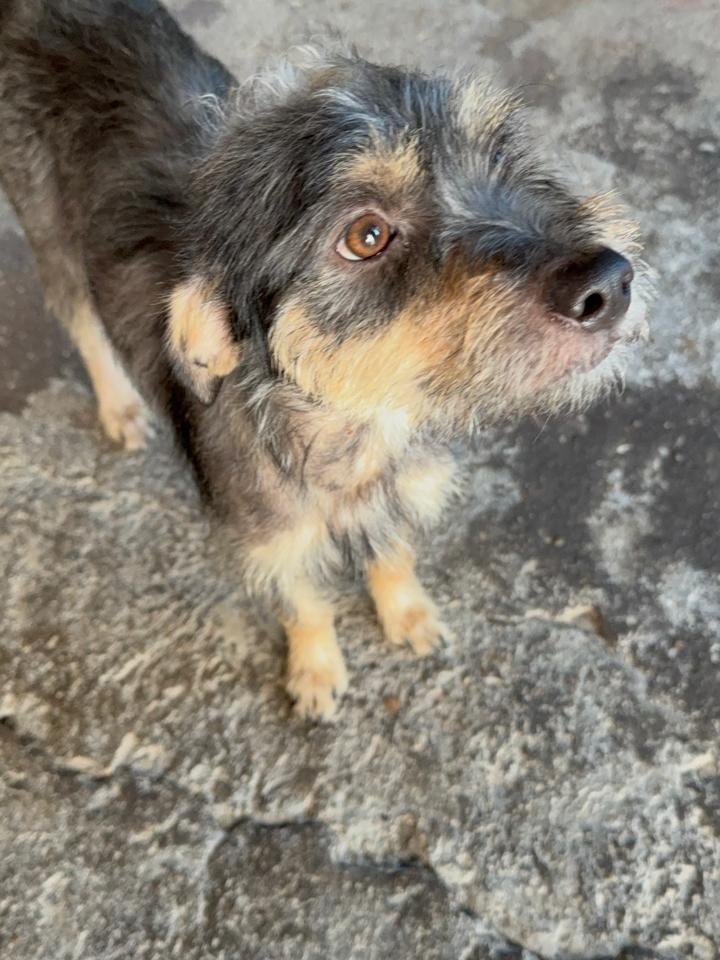 Meg, cadela de porte pequeno para adoção em Porto Alegre - RS — foto 2 de 3