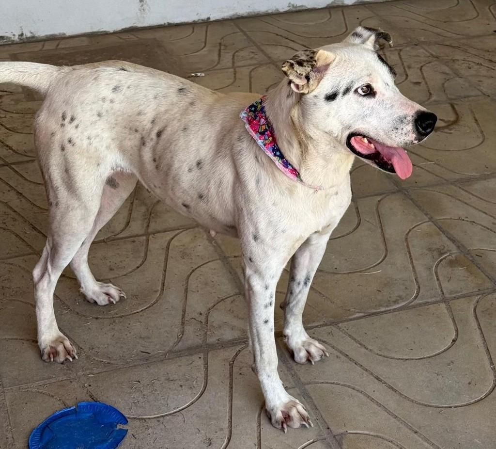 Bela, cadela de porte médio para adoção em Torres - RS — foto 2 de 8